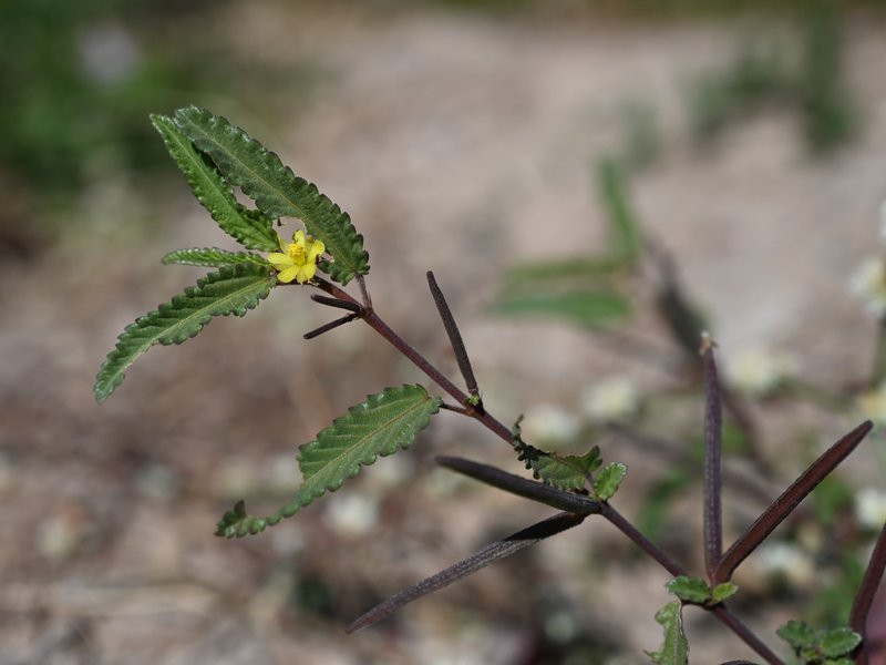 Threelocule Corchorus