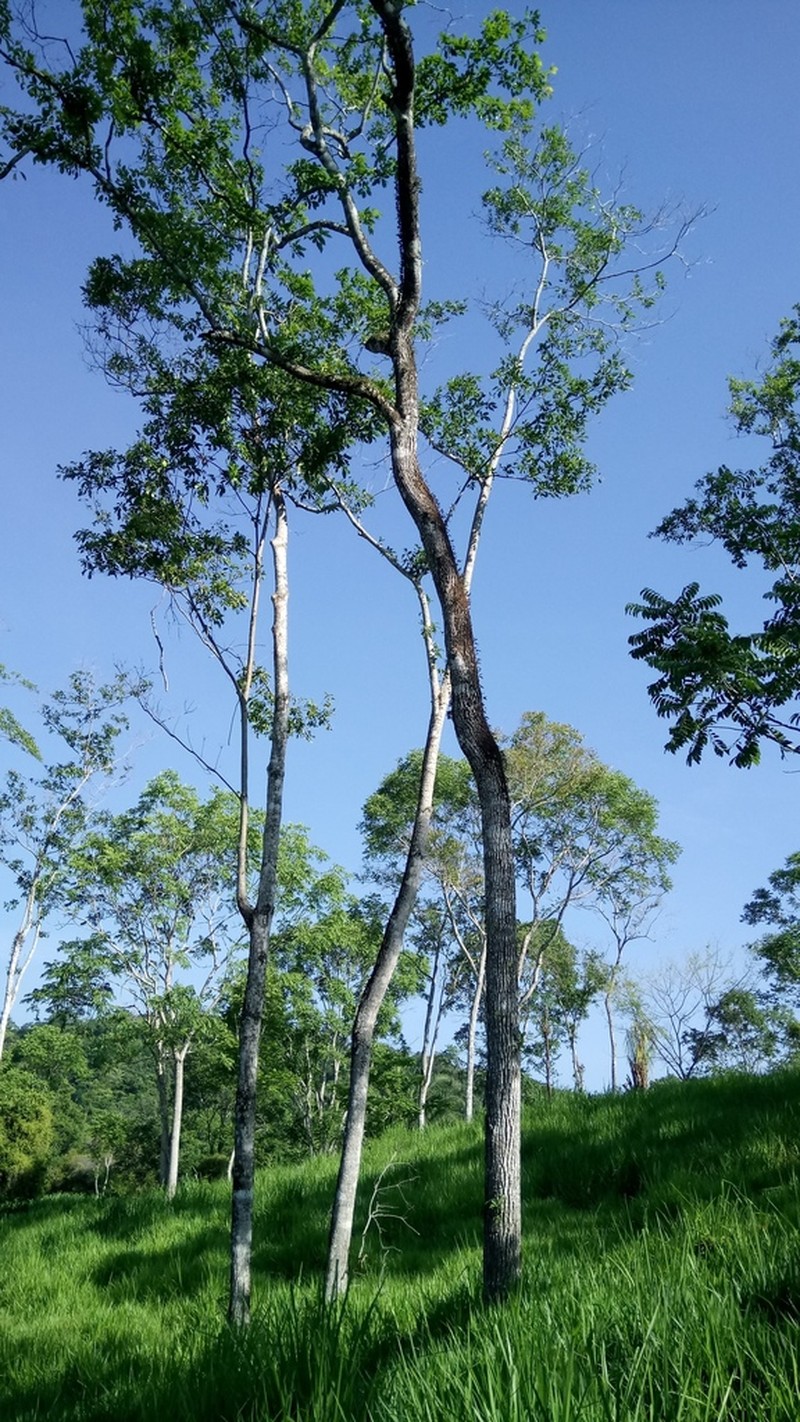 Spanish Elm photo 5