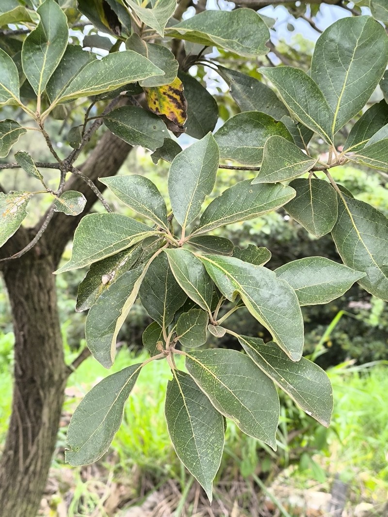 Spanish Elm photo 6