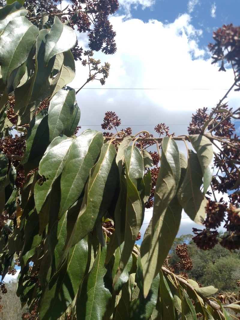 Pepino photo 3