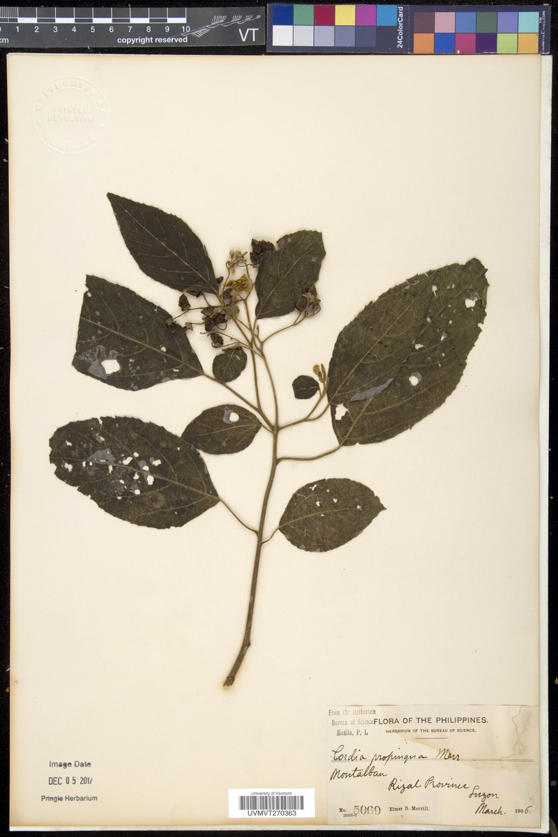 Cordia aspera subsp. aspera