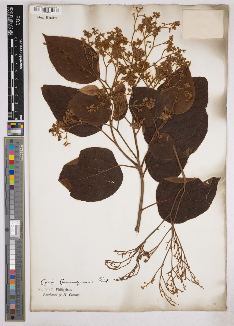 Cordia aspera subsp. aspera photo 2