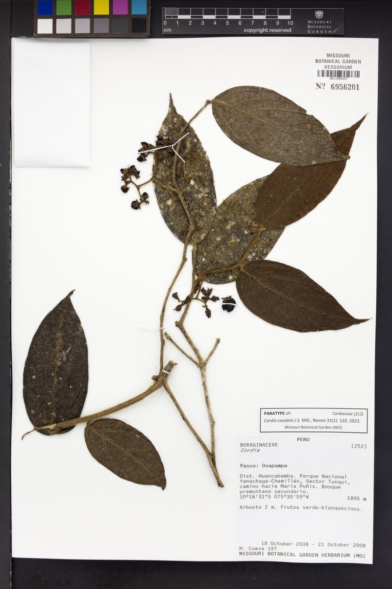 Cordia caudata