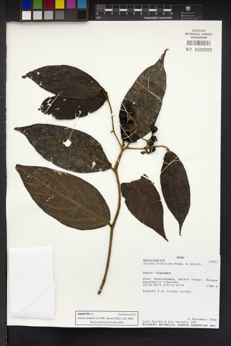 Cordia caudata photo 2