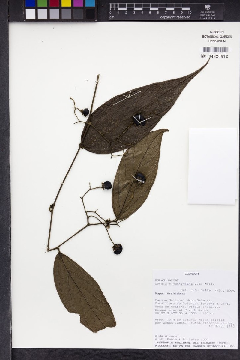 Cordia caudata photo 3
