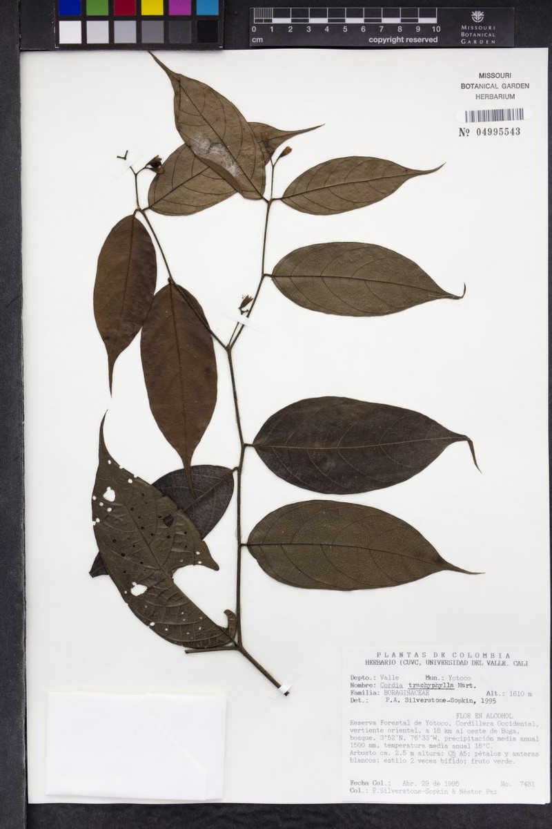 Cordia caudata photo 4