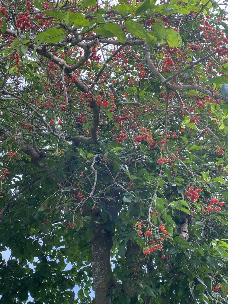 Red Manjack