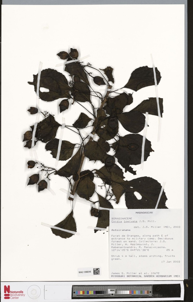 Cordia crenata subsp. crenata
