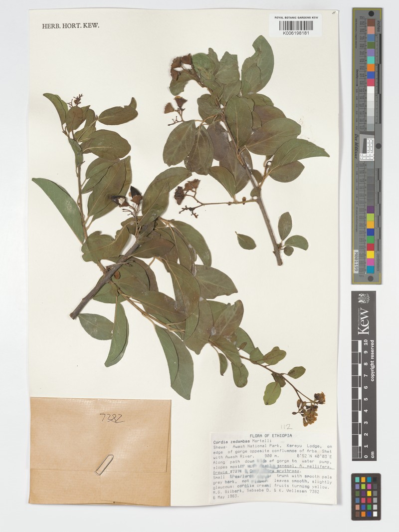 Cordia crenata subsp. crenata photo 2