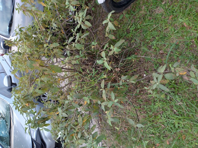 Black Sage photo 2