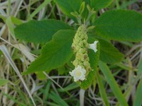 Black Sage