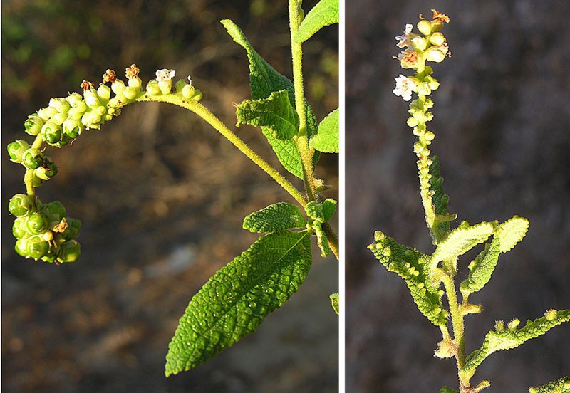 Black Sage photo 3