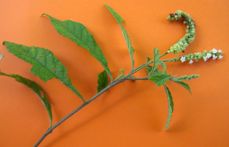 Black Sage photo 4