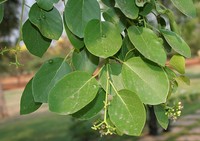 Fragrant Manjack