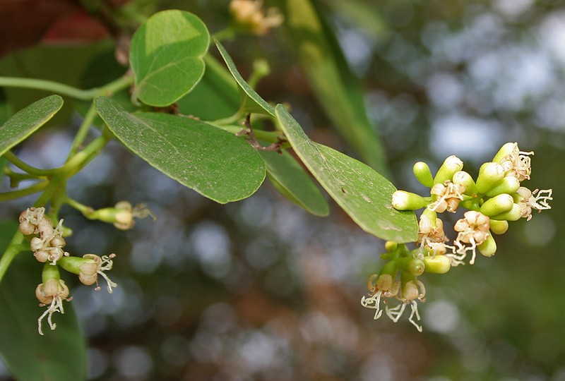 Fragrant Manjack photo 5