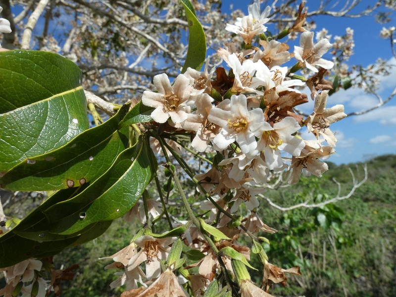 Yauco photo 5