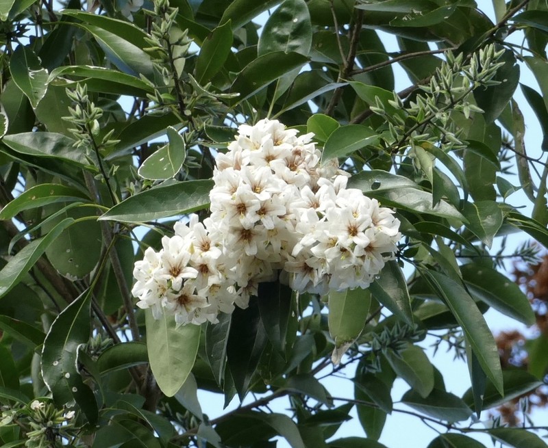 Yauco photo 6