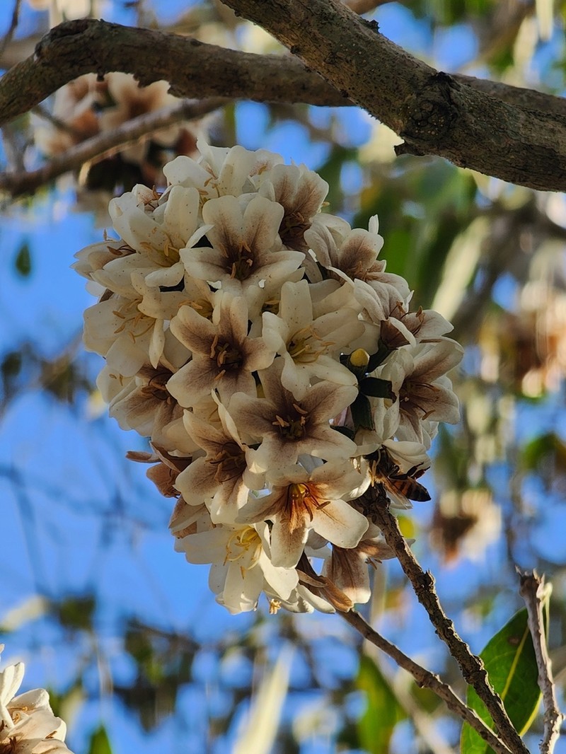 Yauco photo 8
