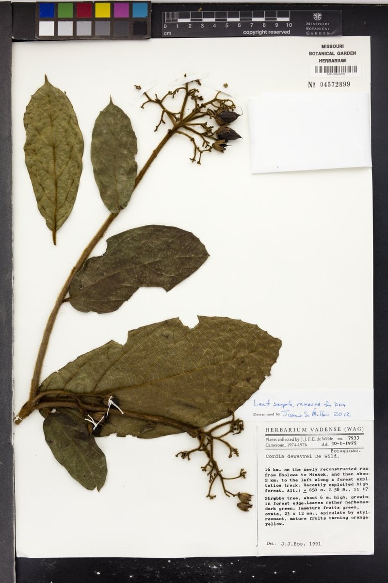 Cordia letestui