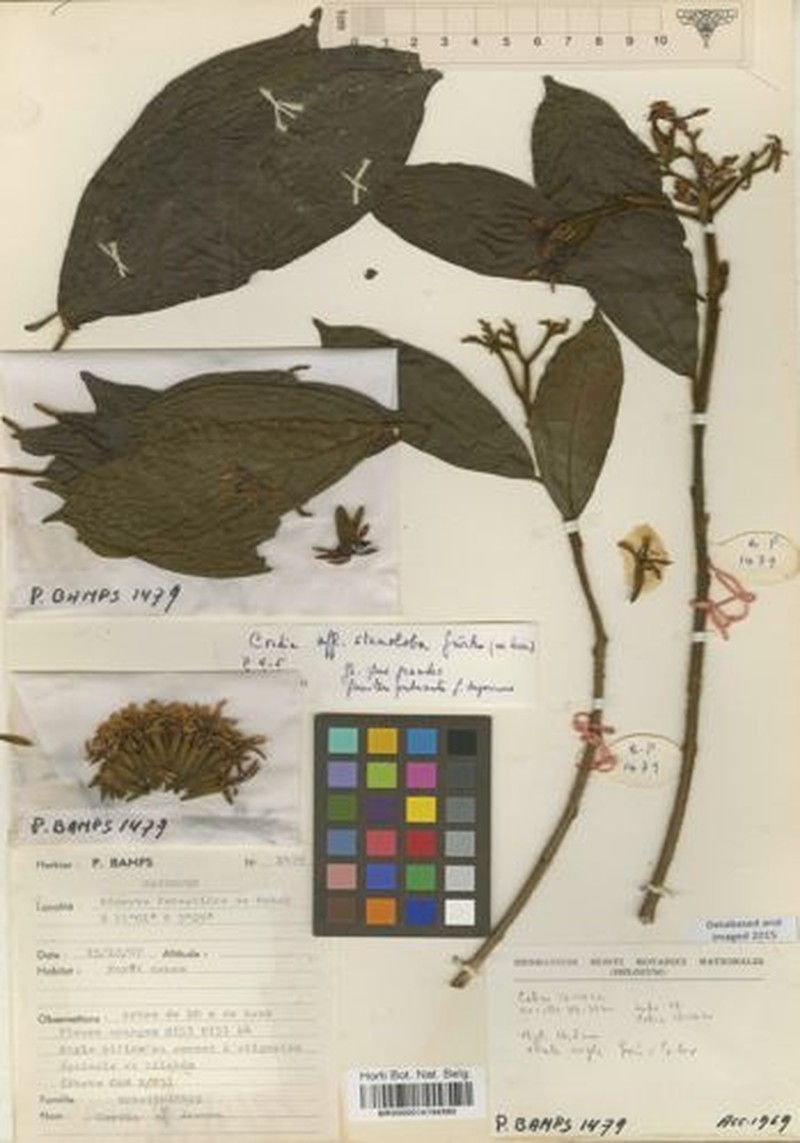 Cordia letestui photo 2
