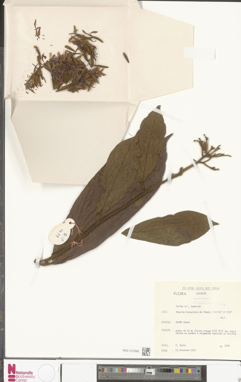 Cordia letestui photo 3