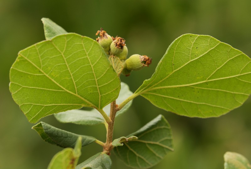 Cordia monoica subsp. monoica