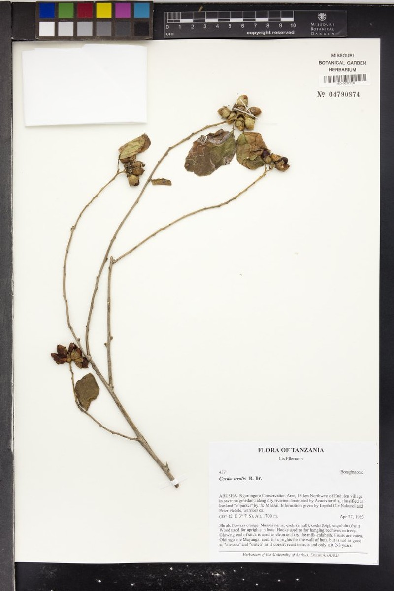 Cordia monoica subsp. monoica photo 2