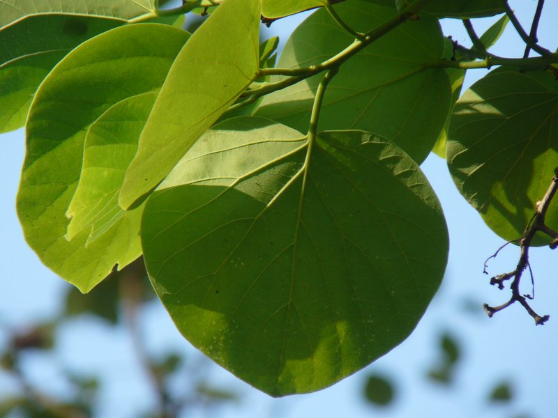 Assyrian Plum photo 3
