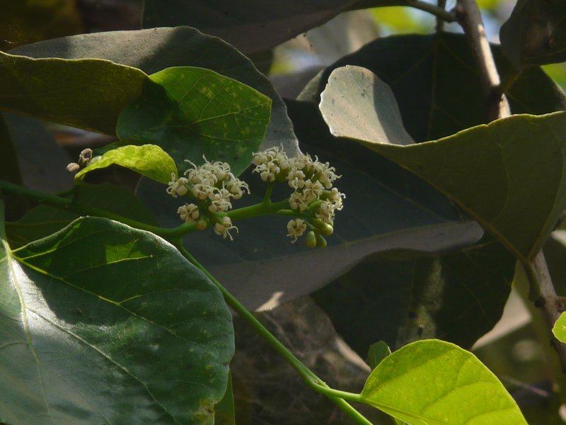 Assyrian Plum photo 4