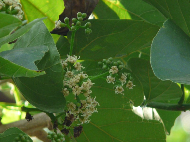Assyrian Plum photo 5