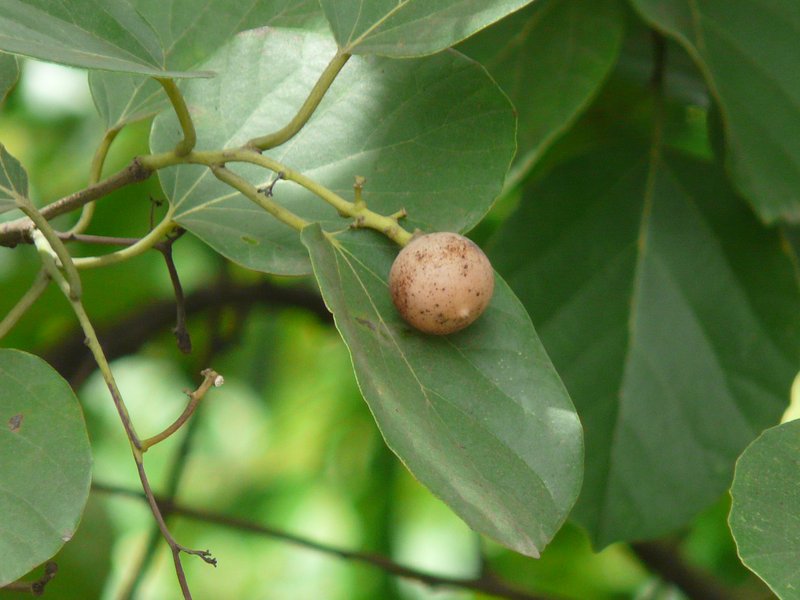 Assyrian Plum photo 6