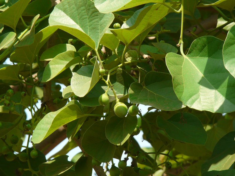 Assyrian Plum photo 7