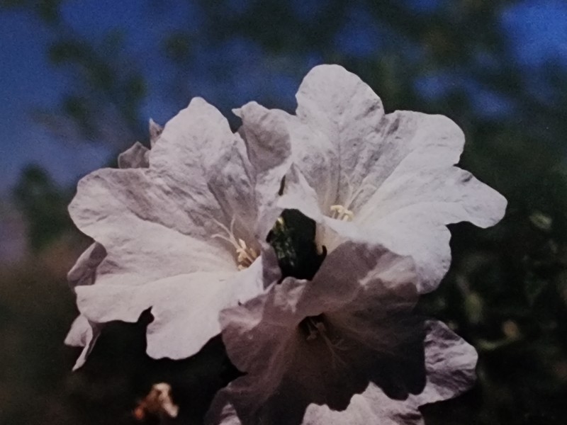 Small-Leaf Geigertree