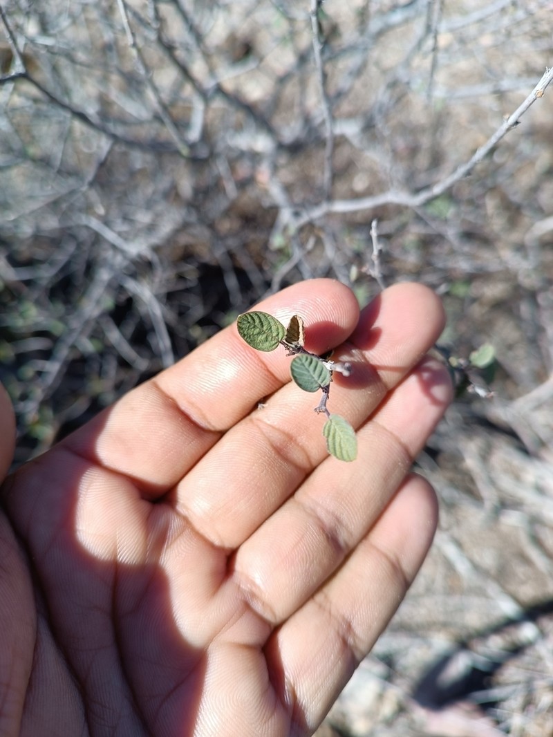 Small-Leaf Geigertree photo 2