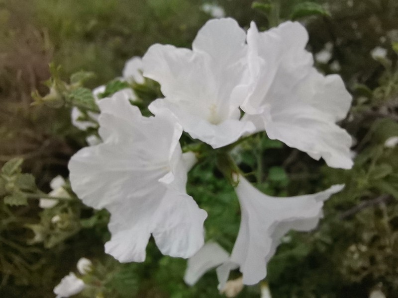 Small-Leaf Geigertree photo 3