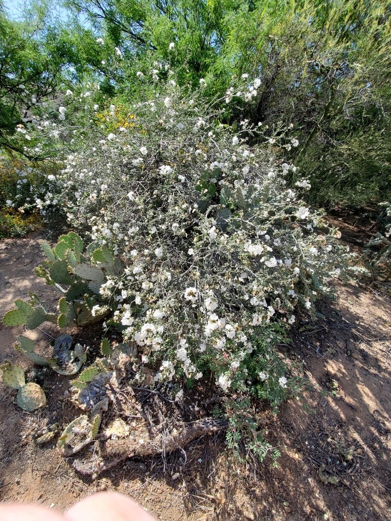 Small-Leaf Geigertree photo 4