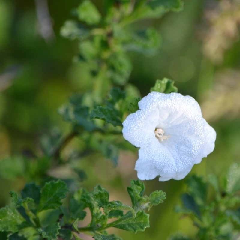 Small-Leaf Geigertree photo 5