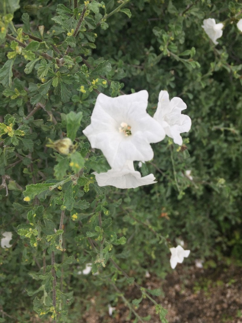 Small-Leaf Geigertree photo 6