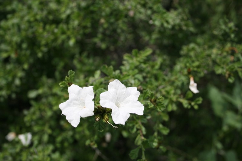 Small-Leaf Geigertree photo 7