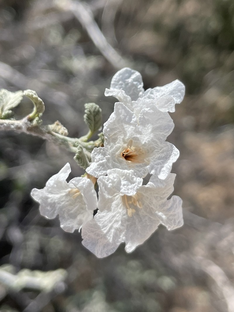 Small-Leaf Geigertree photo 8