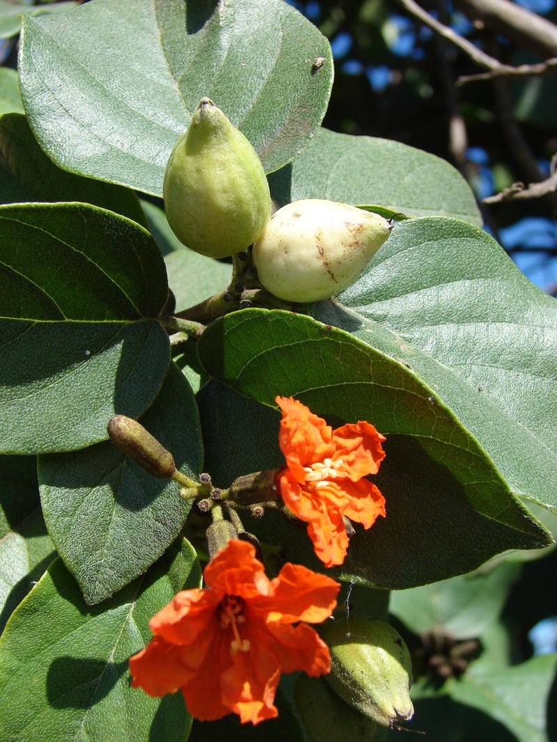 Largeleaf Geigertree photo 2