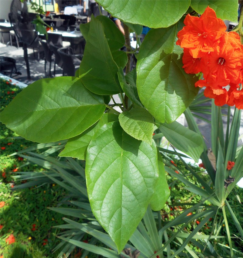 Largeleaf Geigertree photo 4