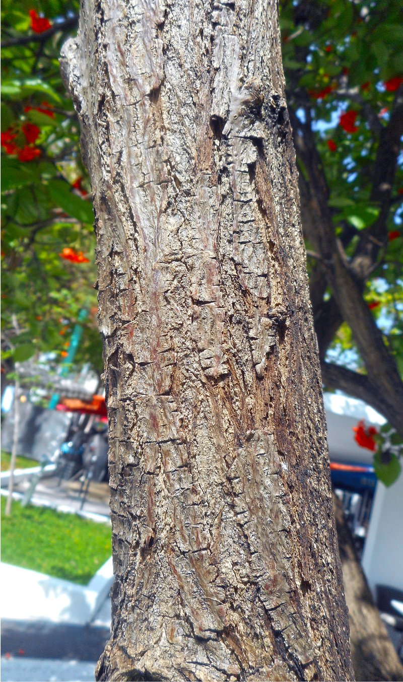 Largeleaf Geigertree photo 5