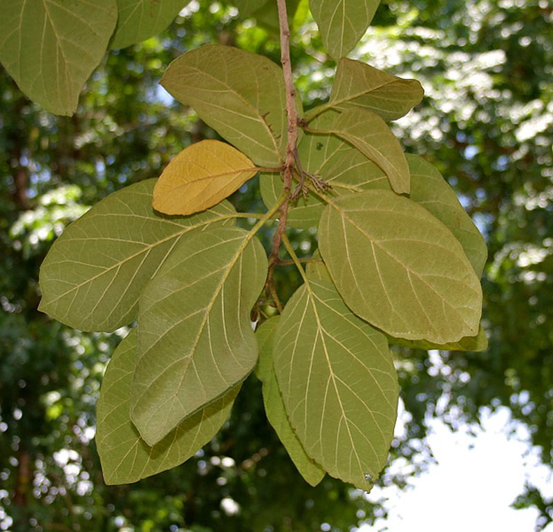 Largeleaf Geigertree photo 7
