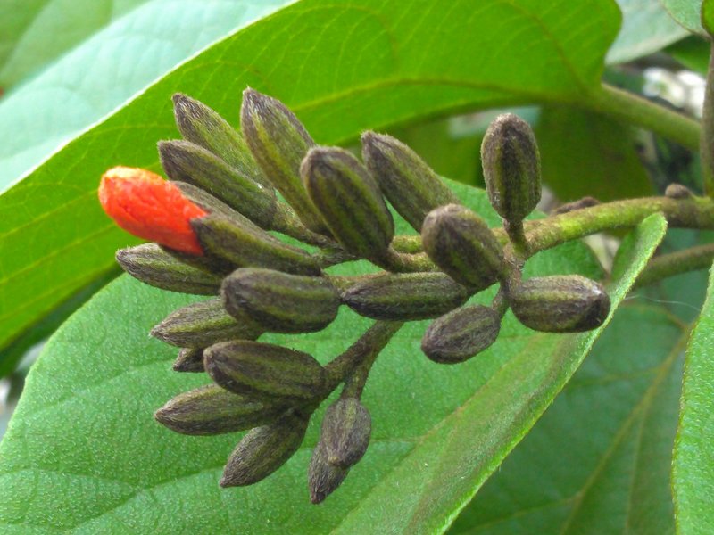 Largeleaf Geigertree photo 8