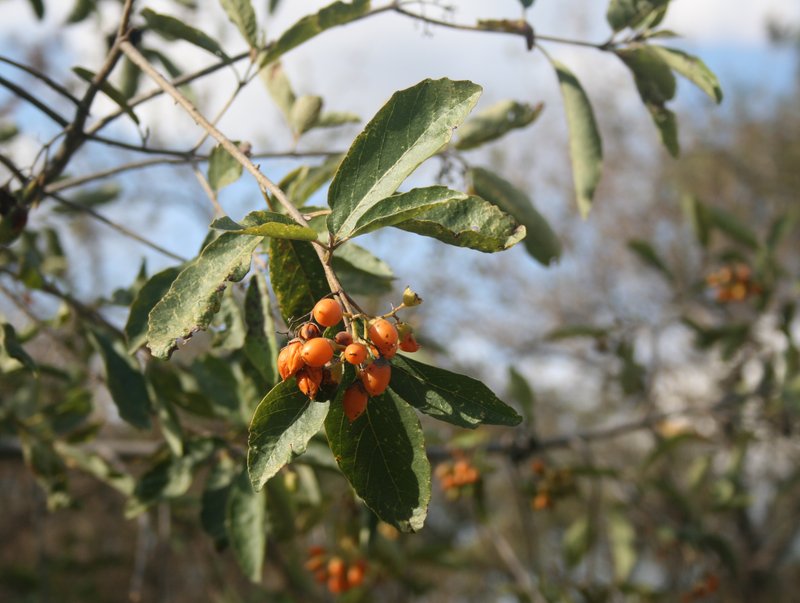 Cordia sinensis photo 4