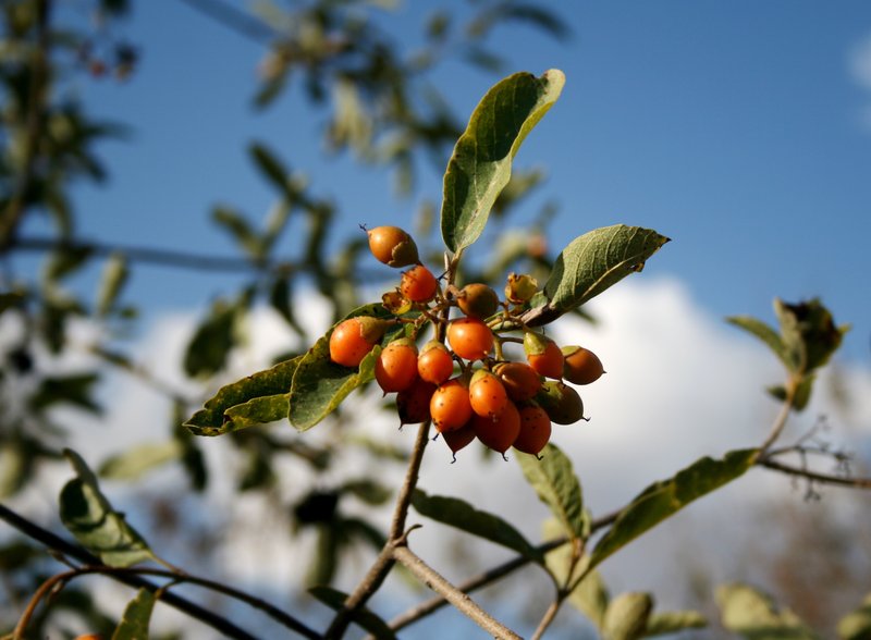 Cordia sinensis photo 5