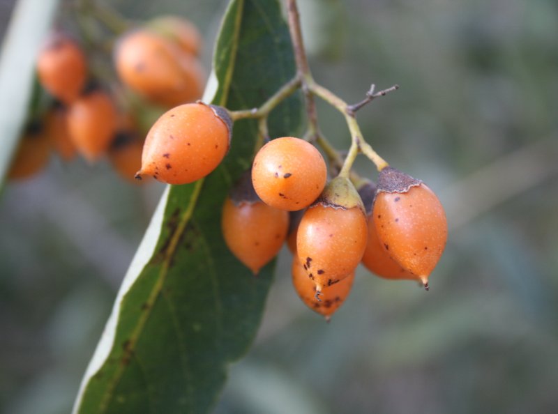 Cordia sinensis photo 2