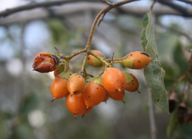 Cordia sinensis photo 3