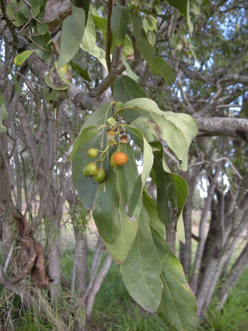 Cordia sinensis photo 6
